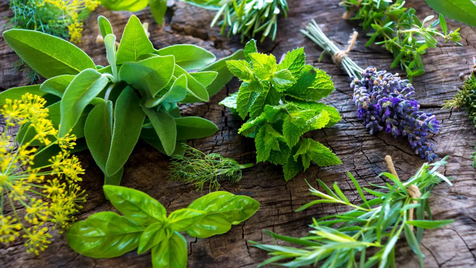 Verse kruiden zoals salie, munt, basilicum en lavendel op een houten ondergrond